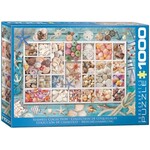 Eurographics Seashell Collection