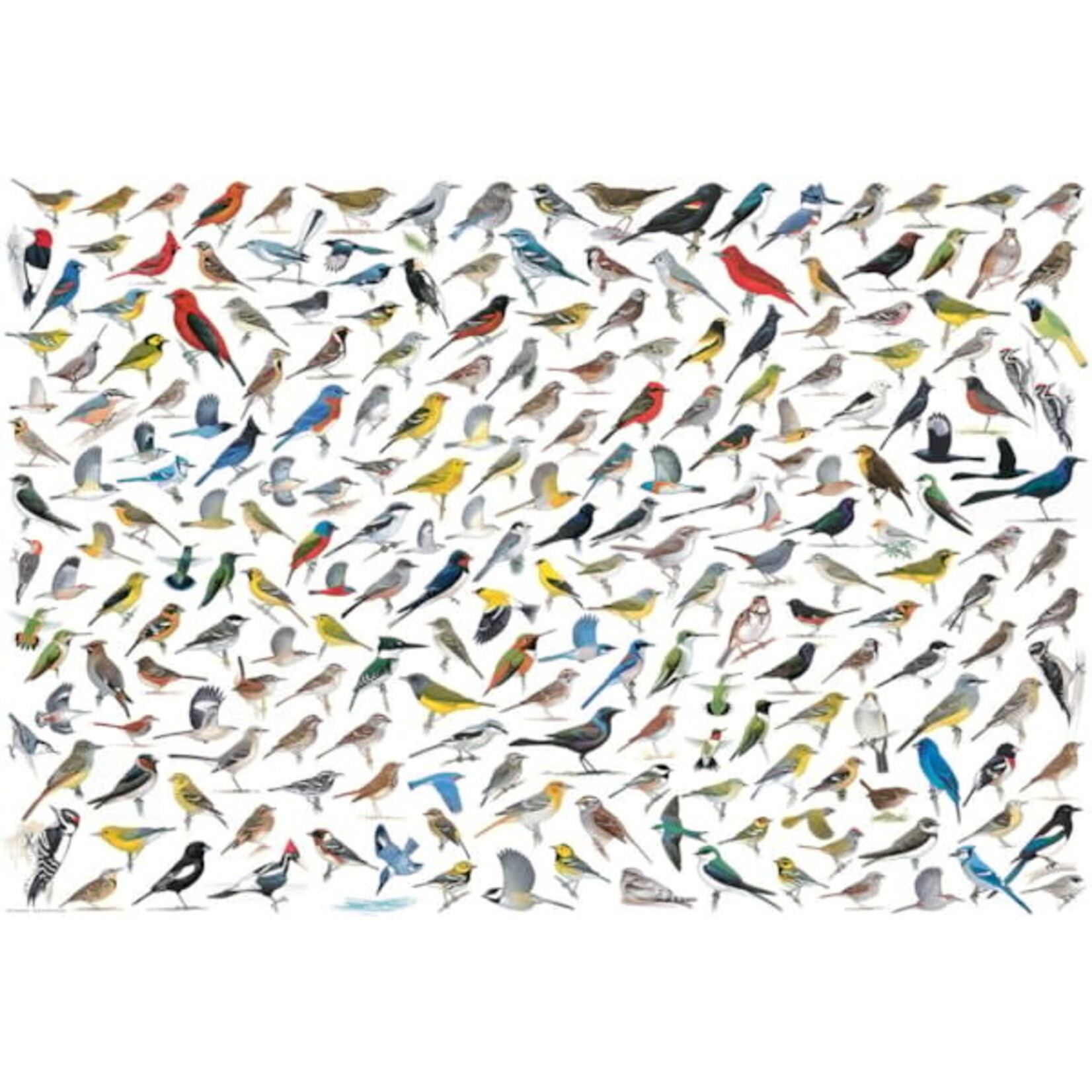 Eurographics The World of Birds