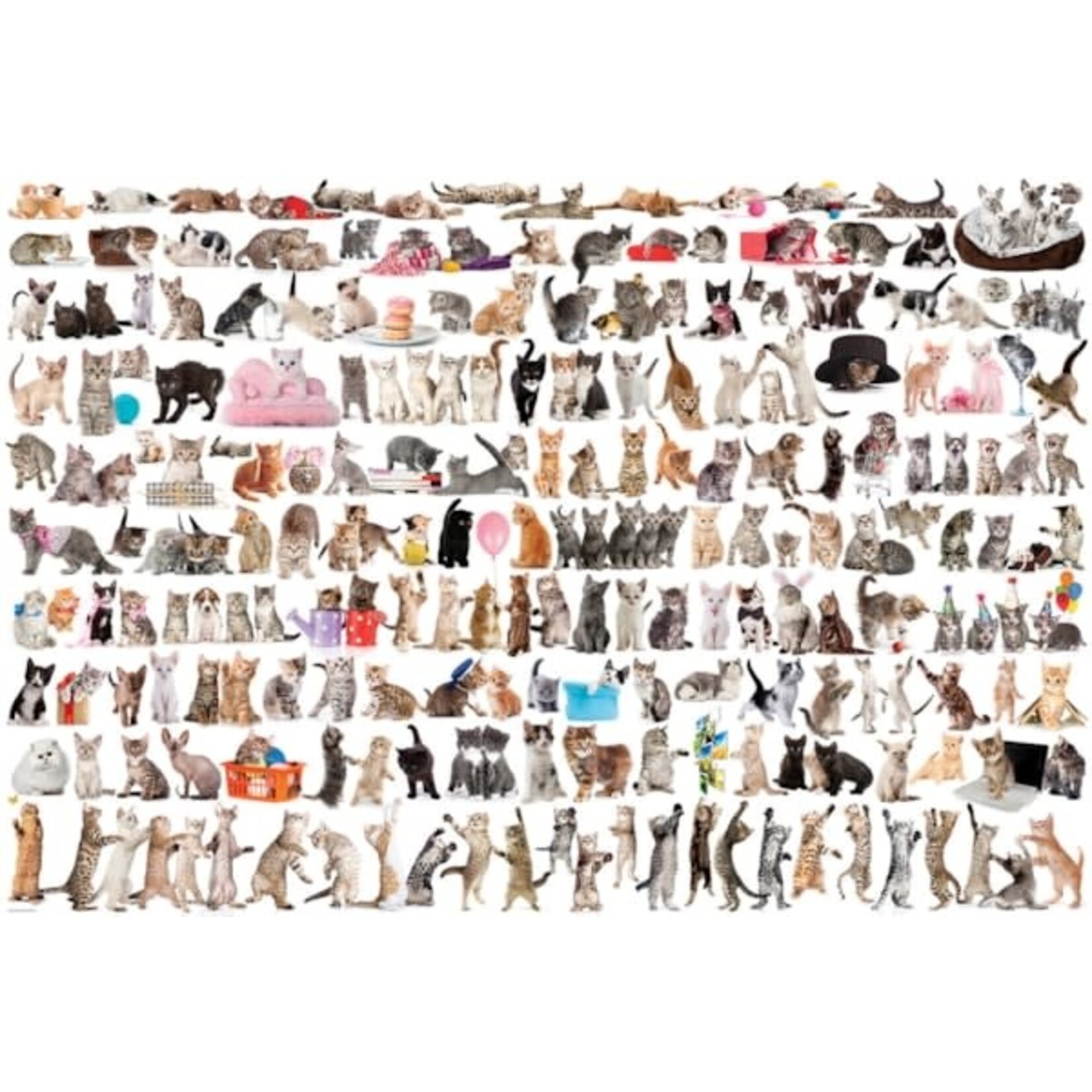 Eurographics The World of Cats