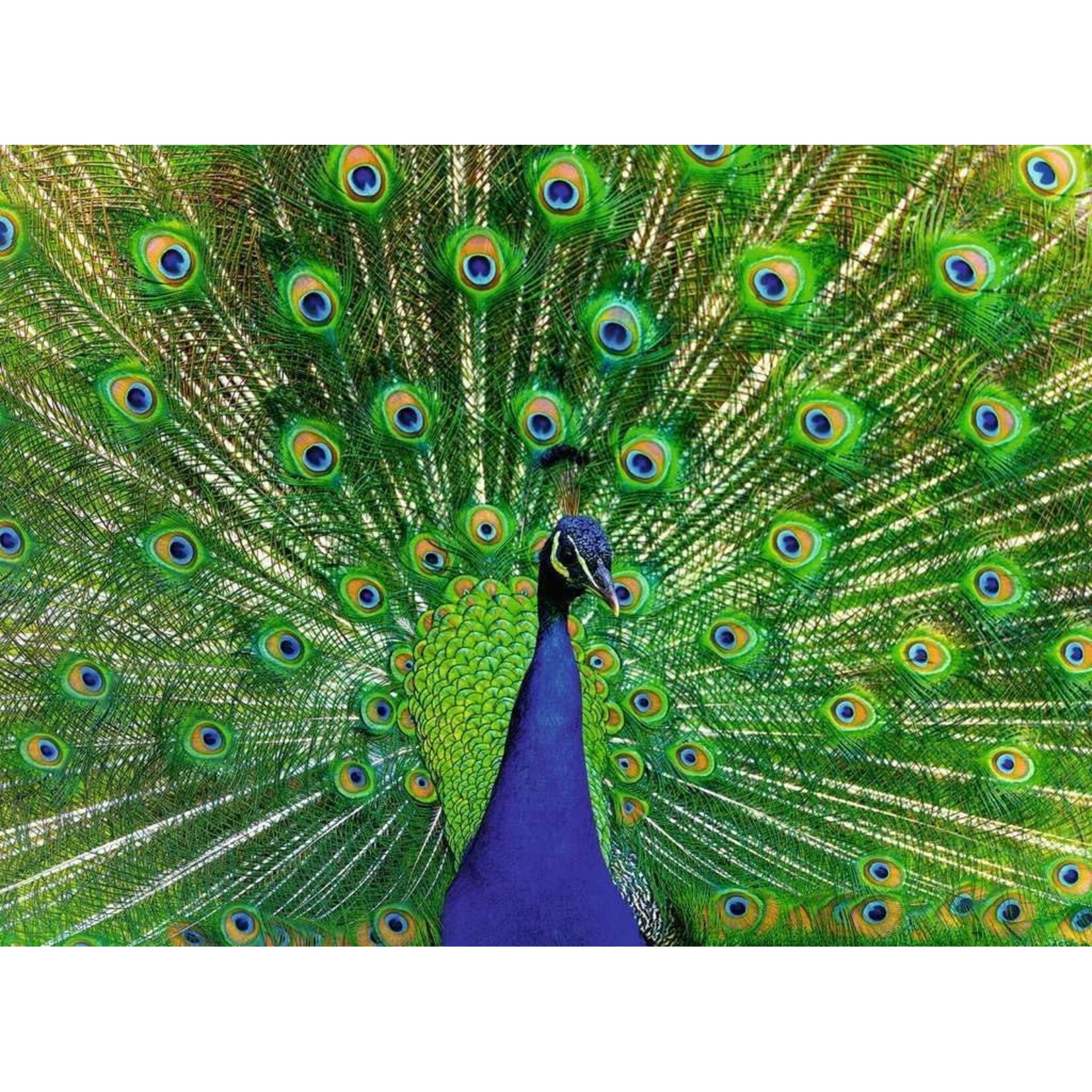 Ravensburger Peacock