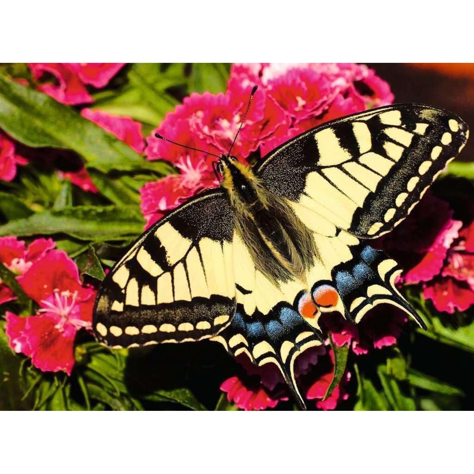 Ravensburger Butterfly