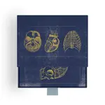 Pomegranate Vintage Anatomy Slipcase Boxed Notecards