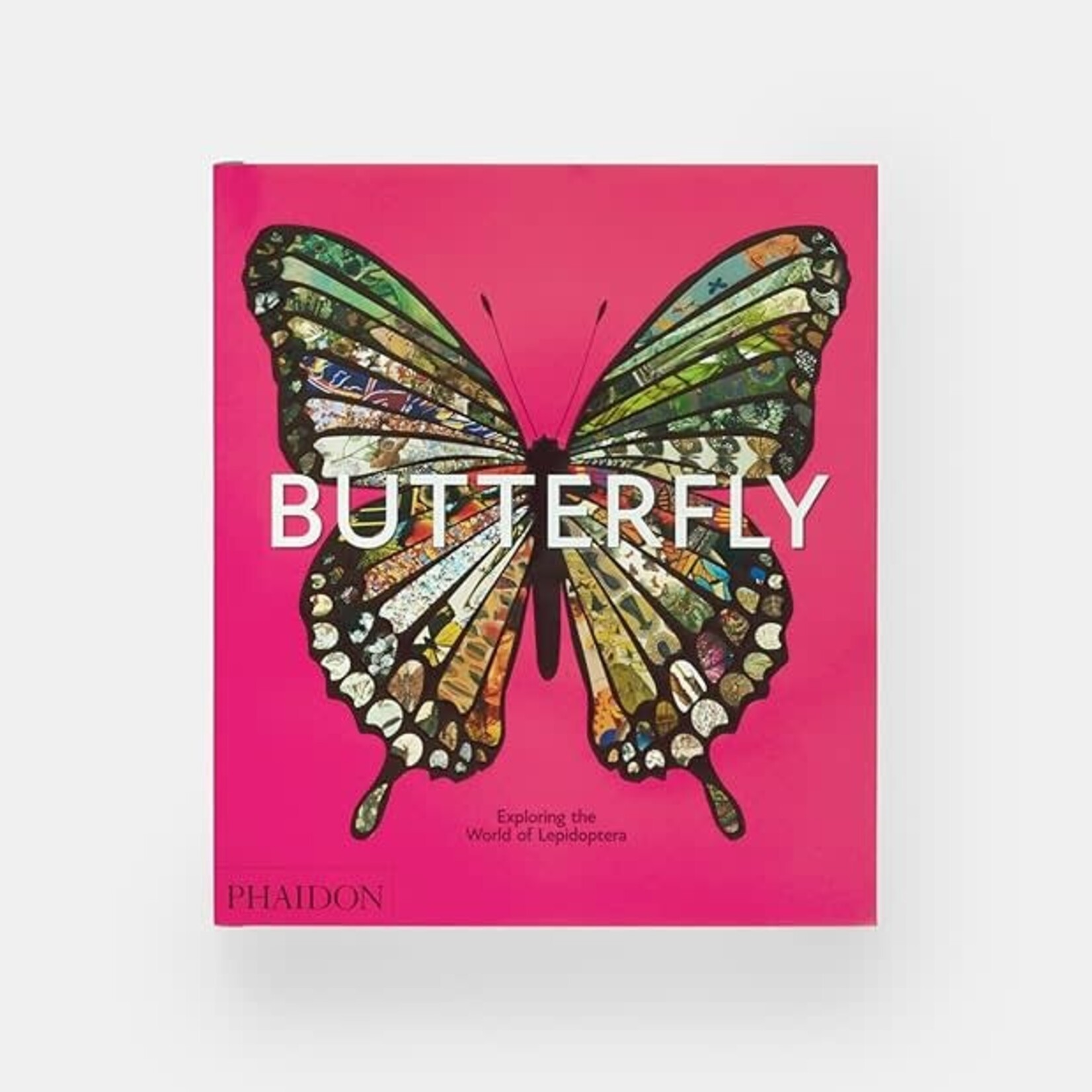 Butterfly: Exploring the World of Lepidoptera