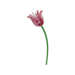 Studio Roof Studio Roof Everlasting Flowers - Pink Tulip