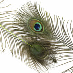 HOOK & HACKLE HH PEACOCK EYES 8-15" 2 STEM
