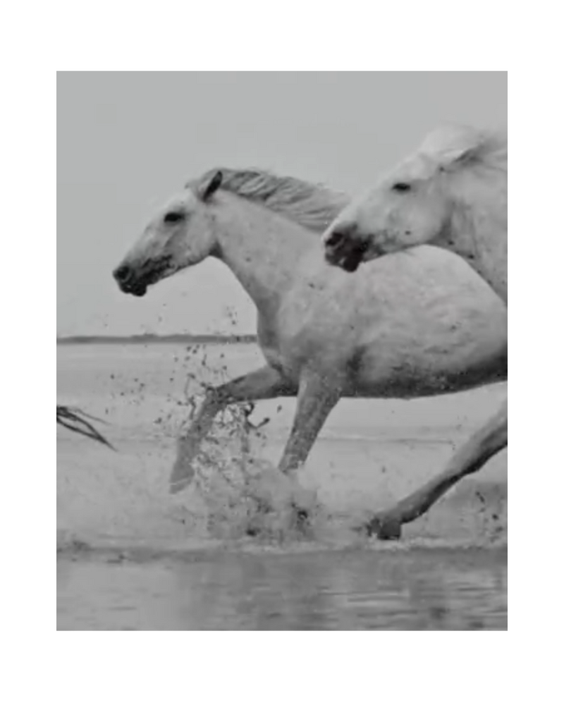 R. Rebellion White Horse Perfume 50 ml