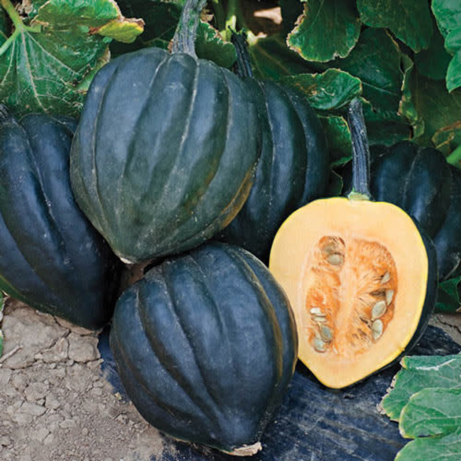 SQUASH, WINTER - Ebony Acorn - Homsted