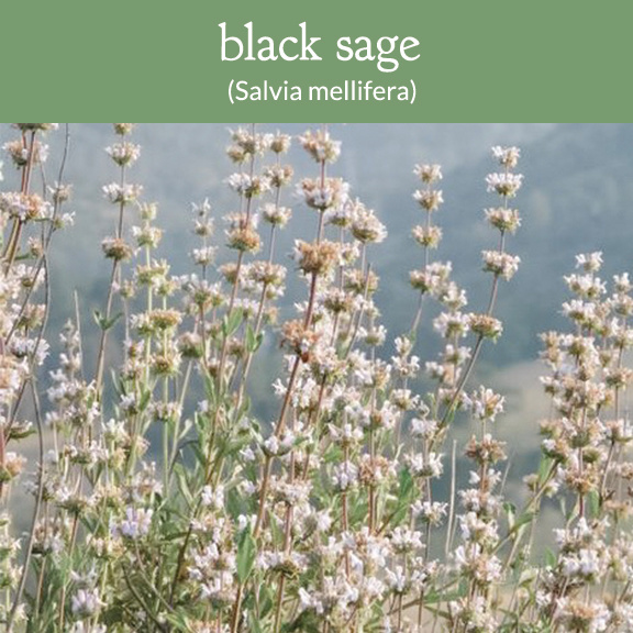 black sage