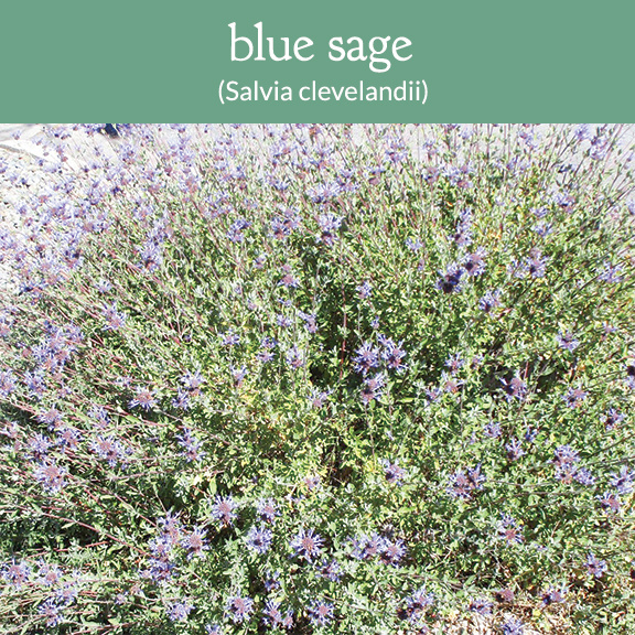 blue sage