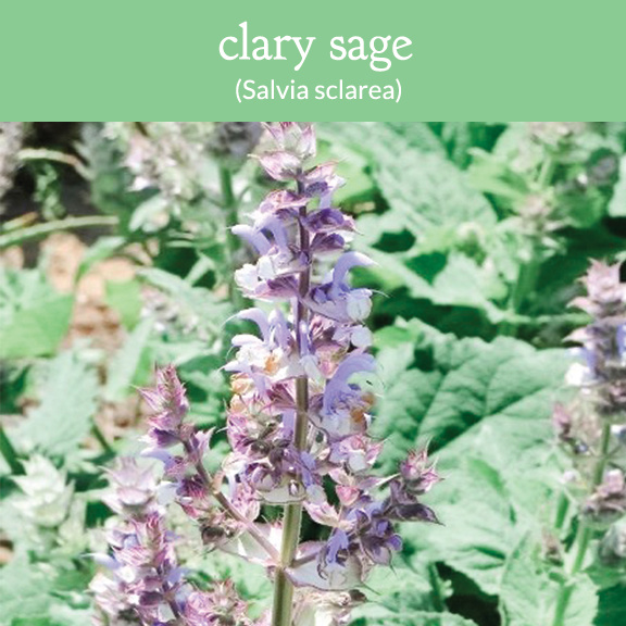 clary sage