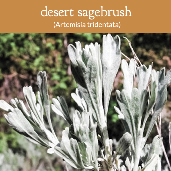 sagebrush