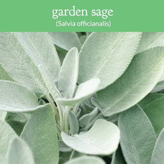 garden sage