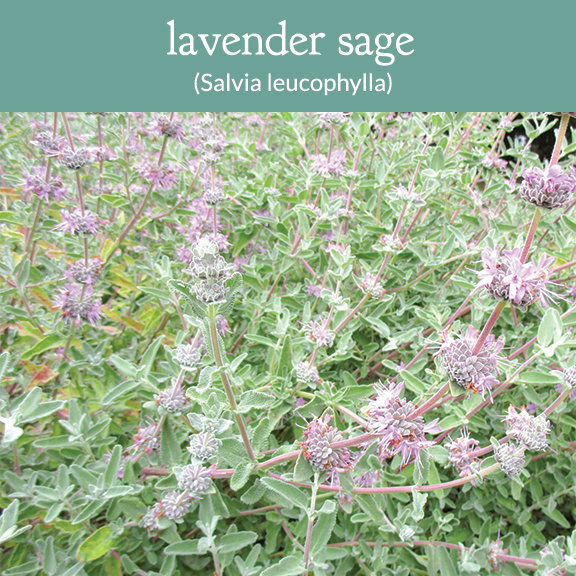 lavender sage