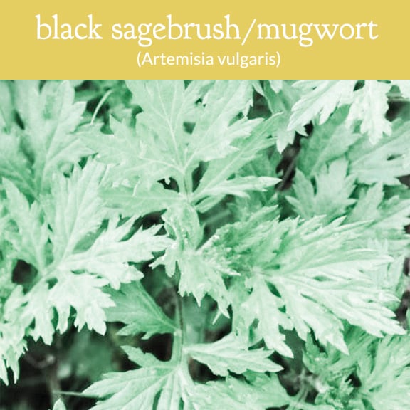 mugwort