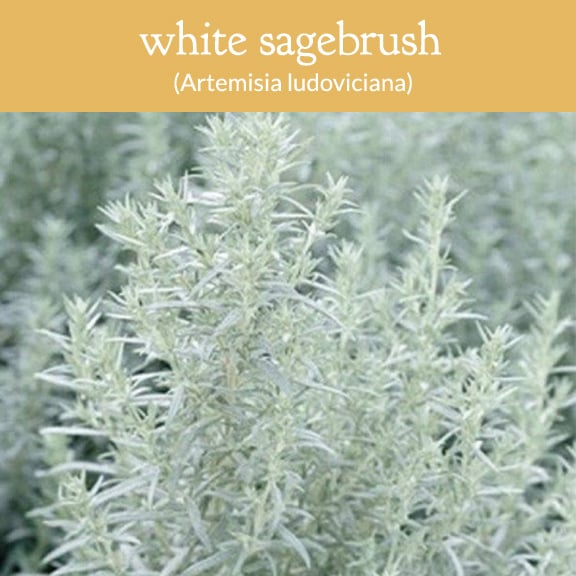 Purifying wild white sage