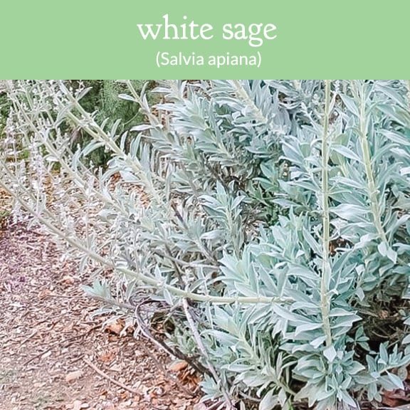 white sage