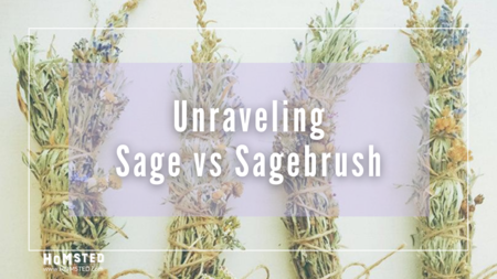 Unraveling Sage vs. Sagebrush