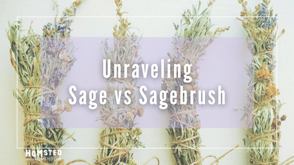 Unraveling Sage vs. Sagebrush Homsted