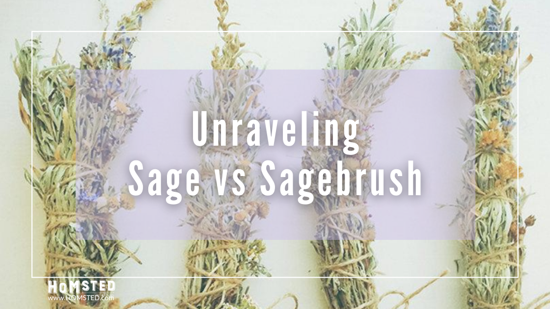 Unraveling Sage Vs Sagebrush Homsted