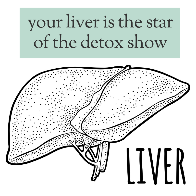 Liver