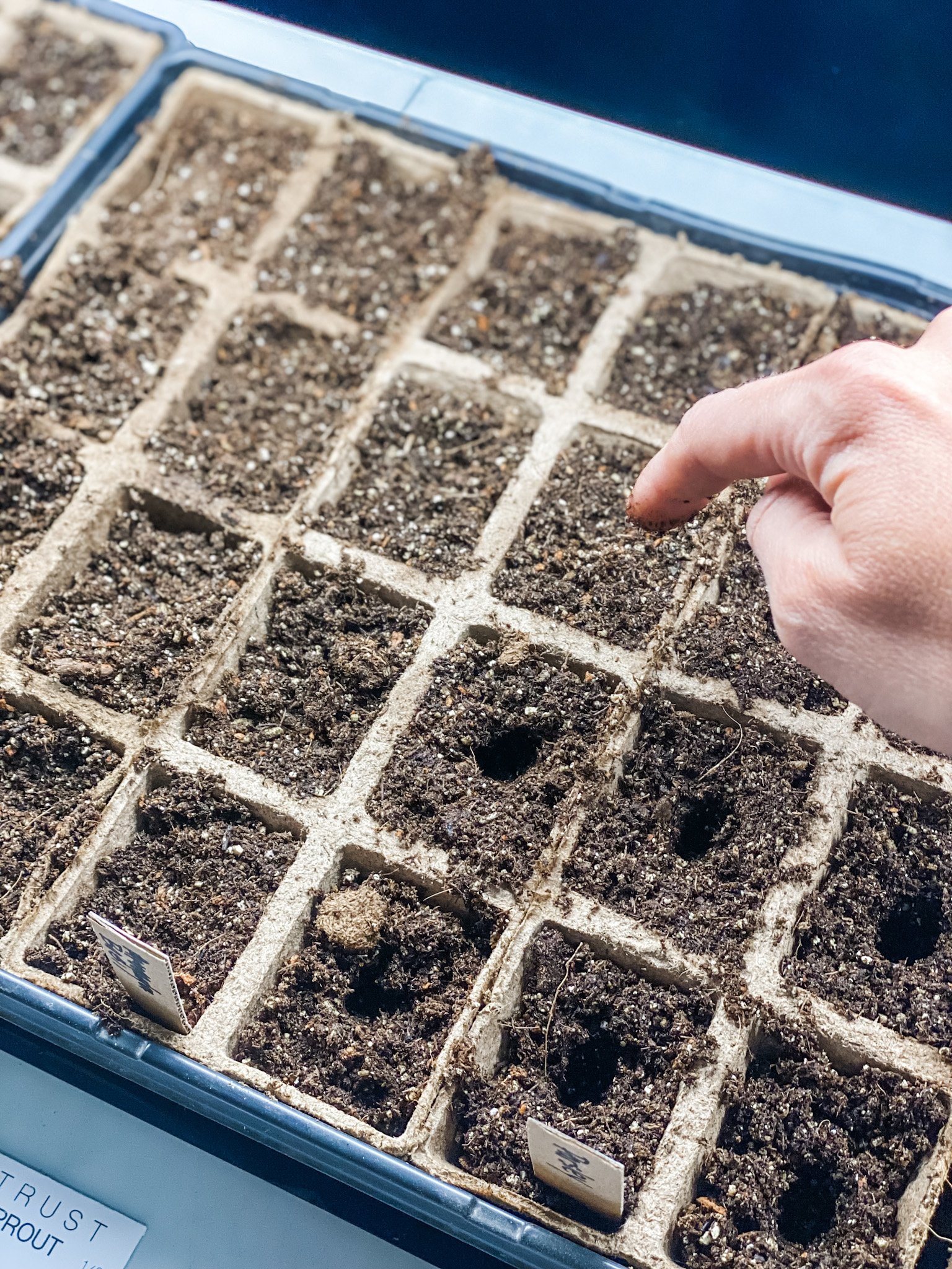 Planting seeds indoors