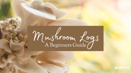 Mushroom Logs: The Beginners Guide