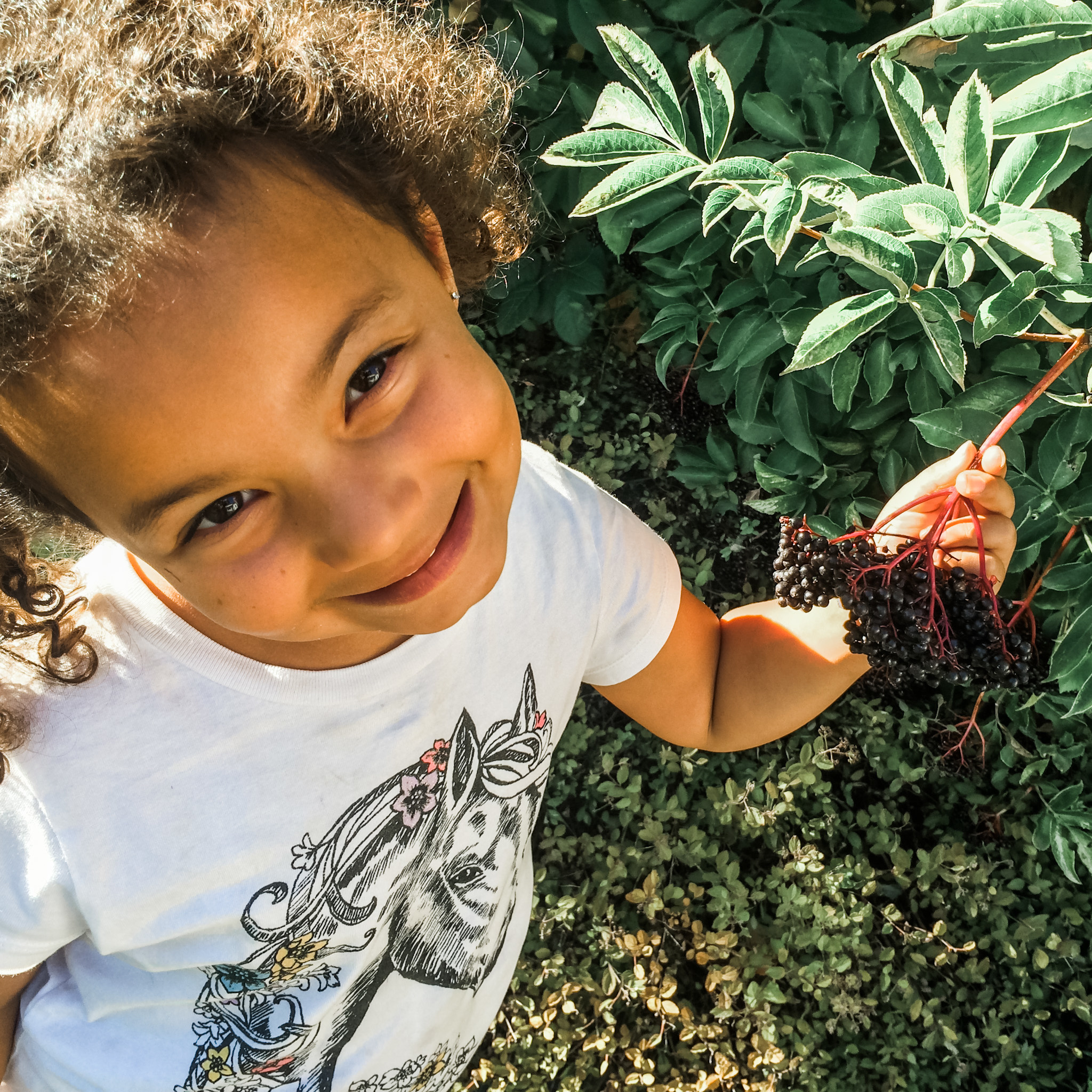 elderberry