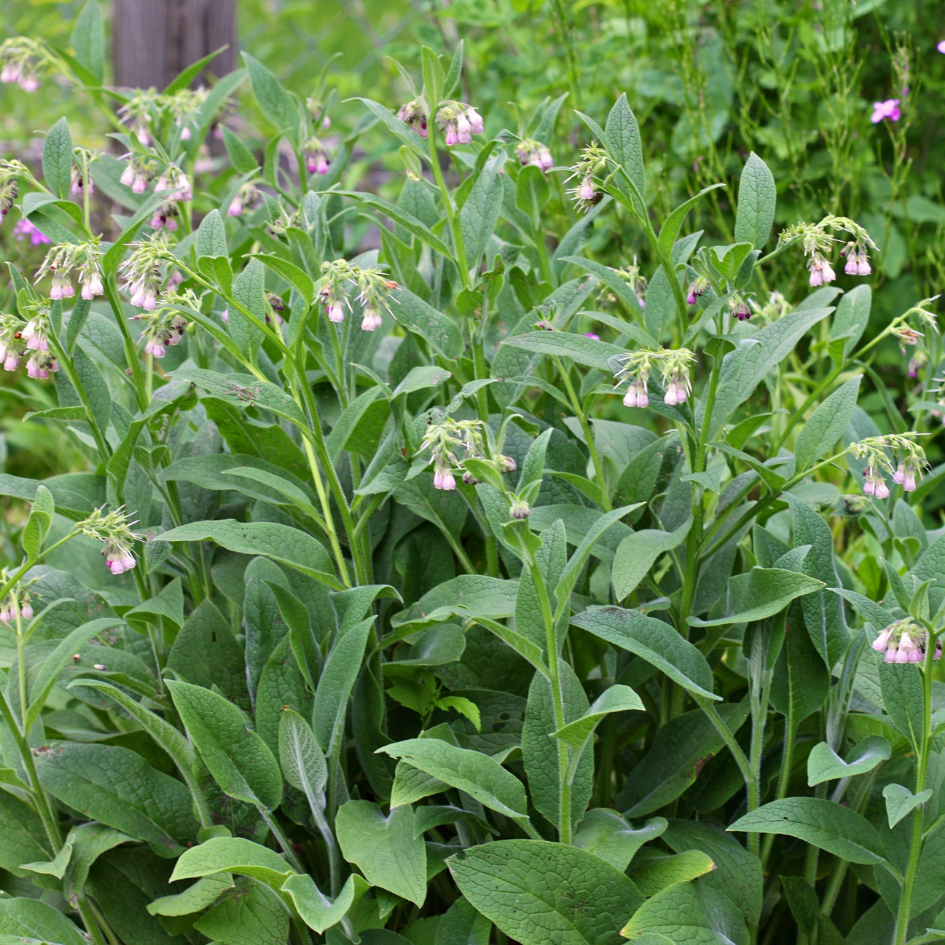 Comfrey