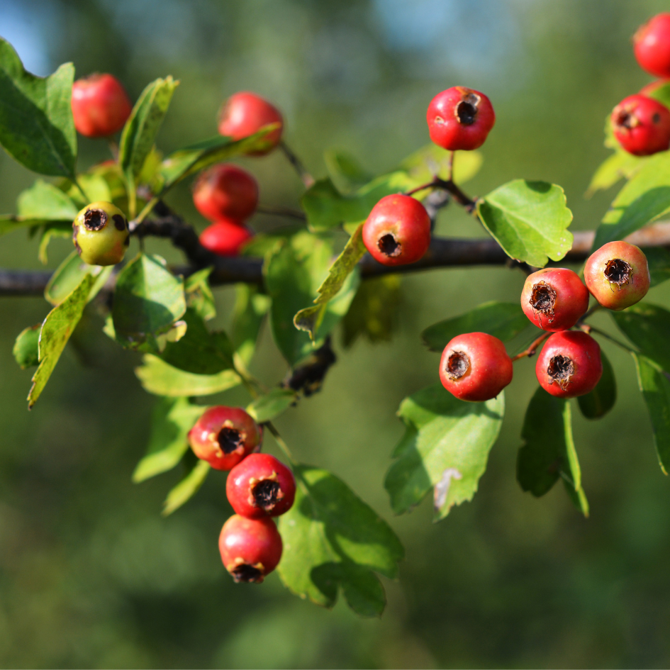 Hawthorn