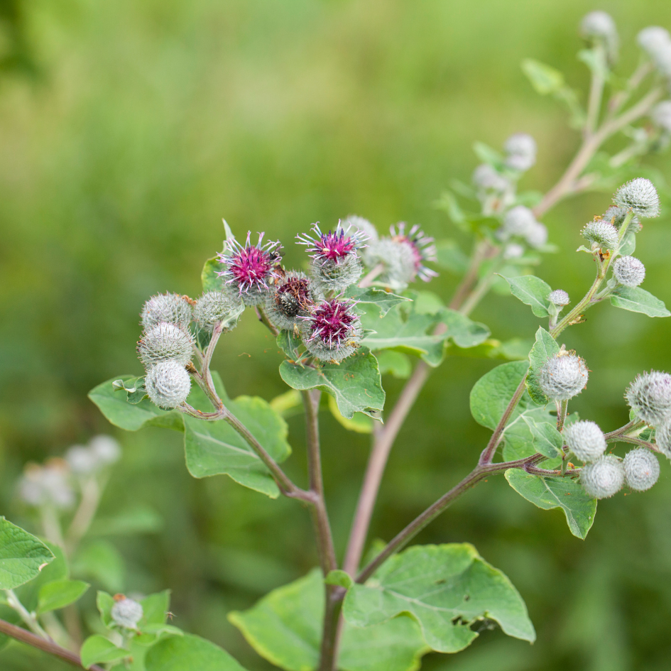 Burdock