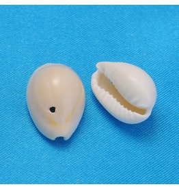 16x12mm Natural Cowrie Shell   x25
