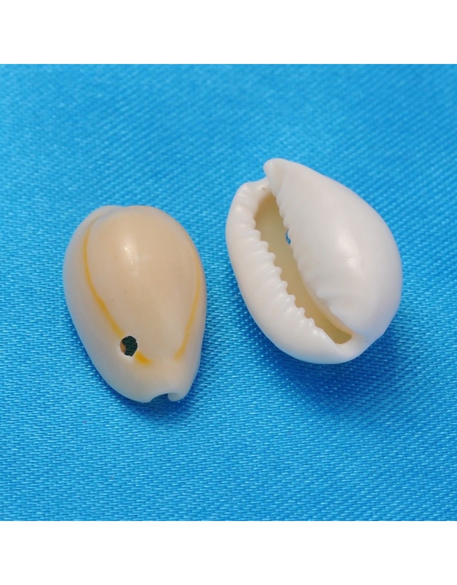10x5mm Natural Cowrie Shell   x50