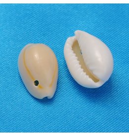 10x5mm Natural Cowrie Shell   x50