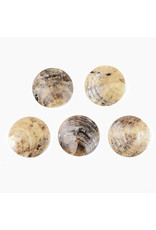 Mother of Pearl Akoya Shell Button 30mm  x12