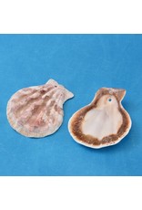 Scallop Shell  Beige  approx 35x40mm  x10