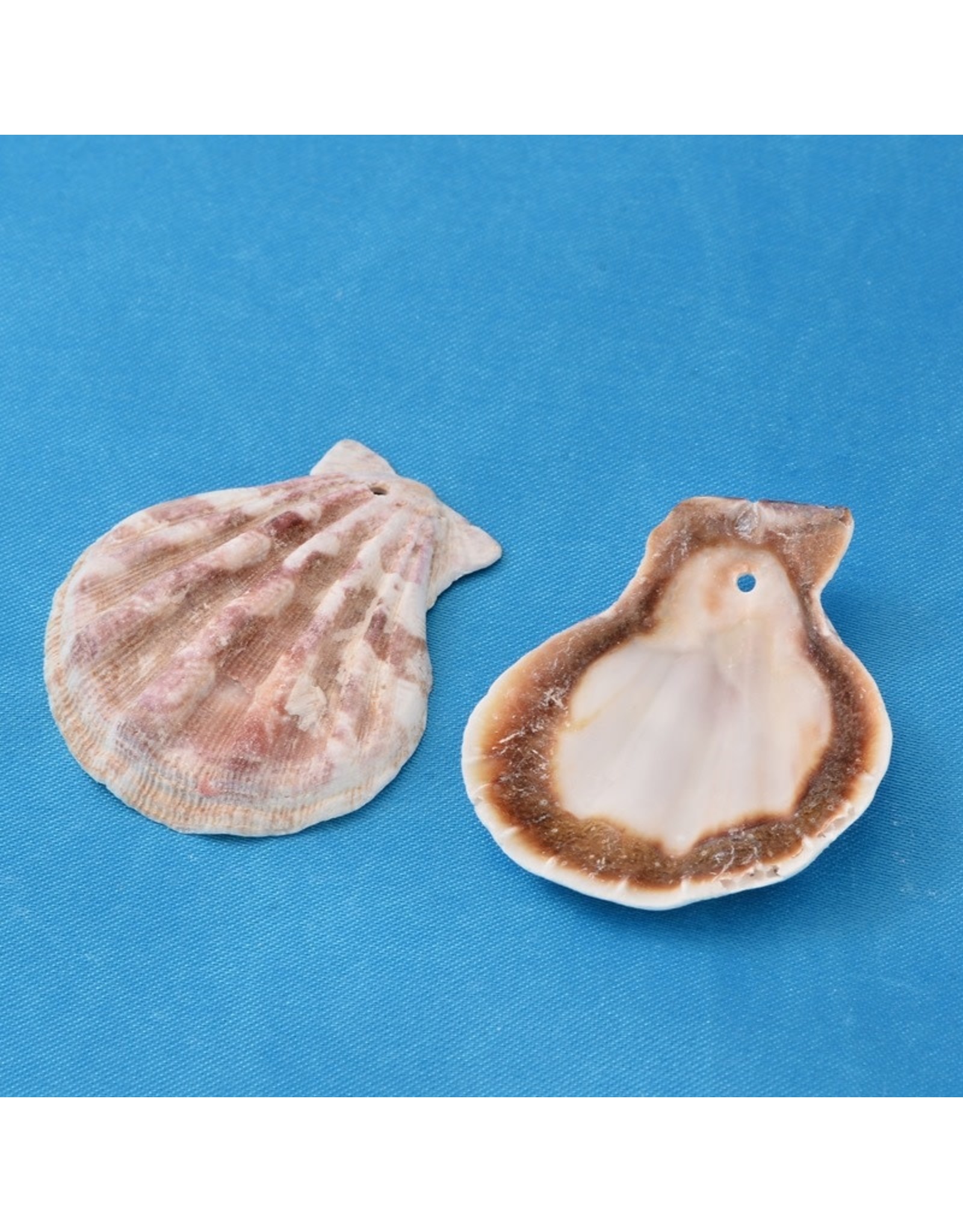 Scallop Shell  Beige  approx 35x40mm  x10