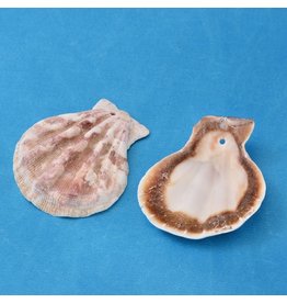 Scallop Shell  Beige  approx 35x40mm  x10