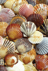 Heritage Puzzles Bay Scallop Beauties