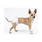 Pooch Pads Pooch Pad Dog - PoochPants Reusable Diaper for Female Dogs Pink XS