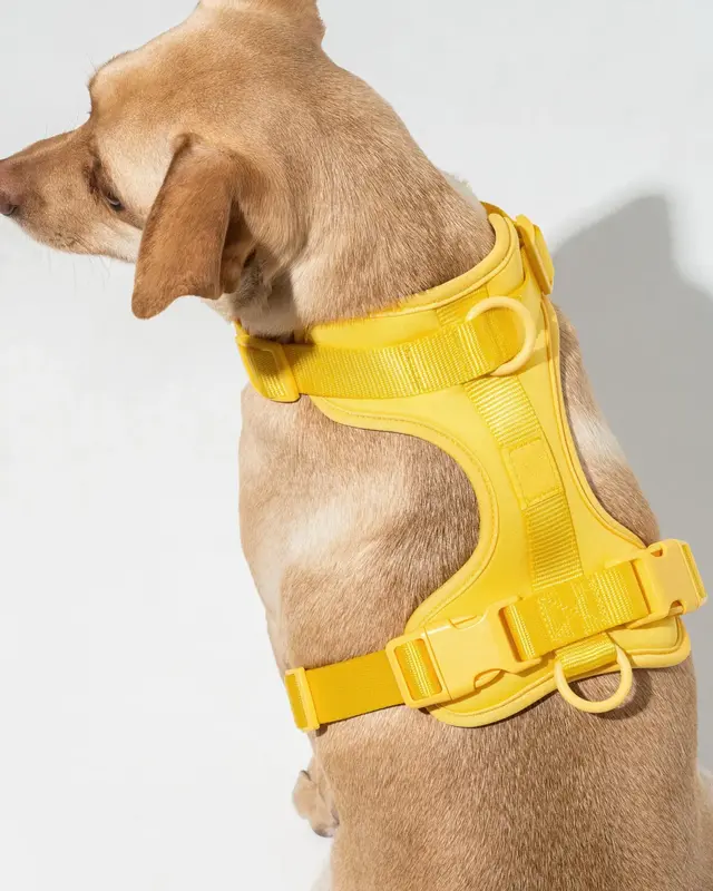 Wild One Wild One Harness Large (Butter)