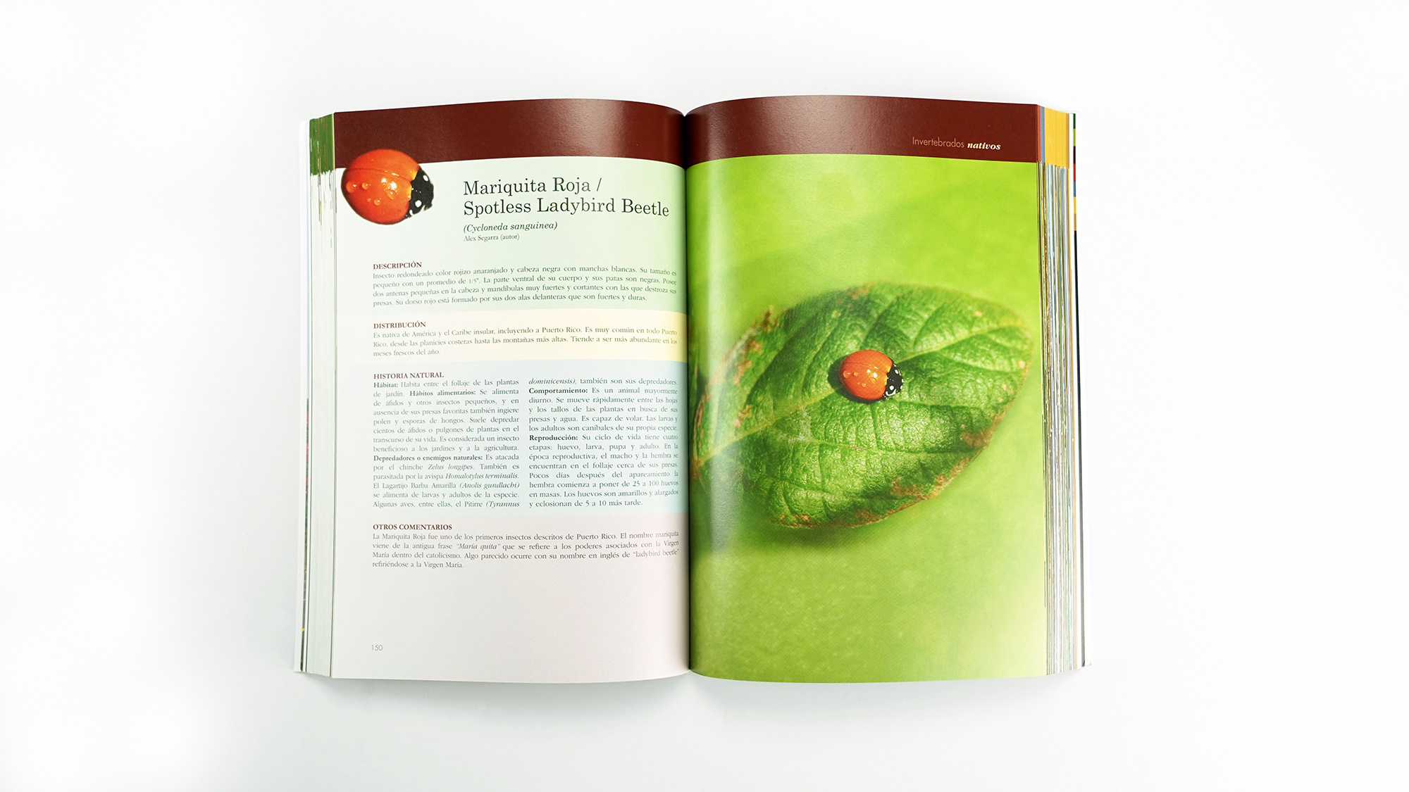 Guía de biodiversidad urbana  - Rafael Joglar