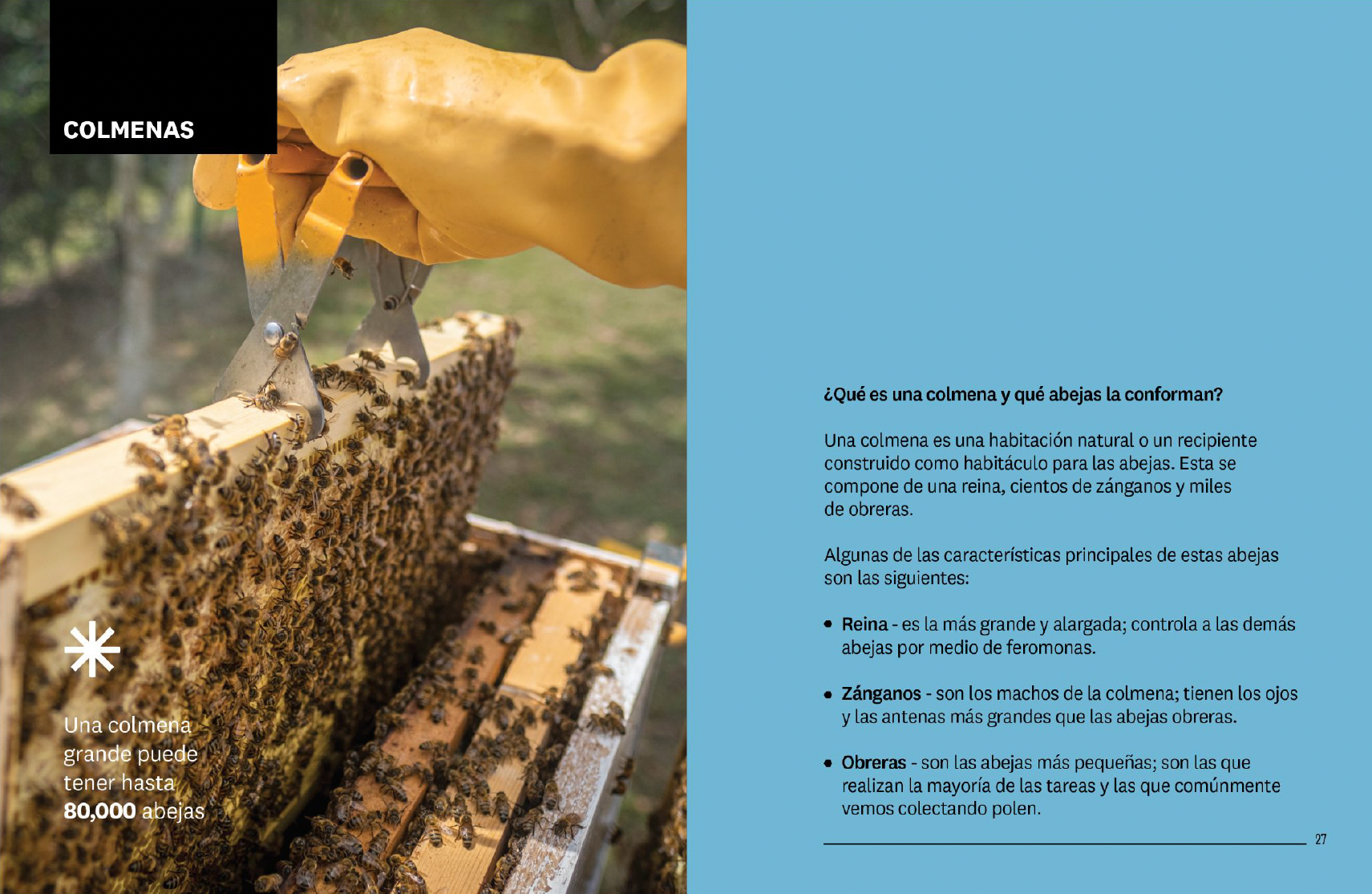 Polen natural de abeja directo de apicultores leoneses