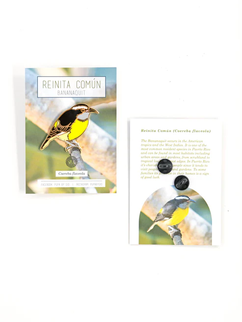 Pupa by Gio Pin Reinita Común