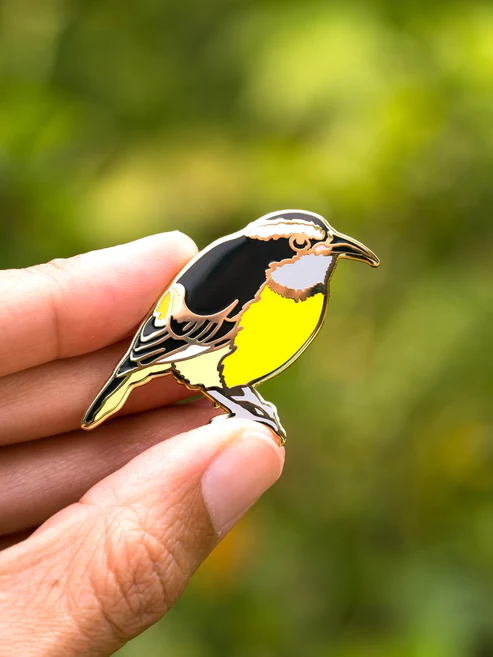 Pupa by Gio Pin Reinita Común