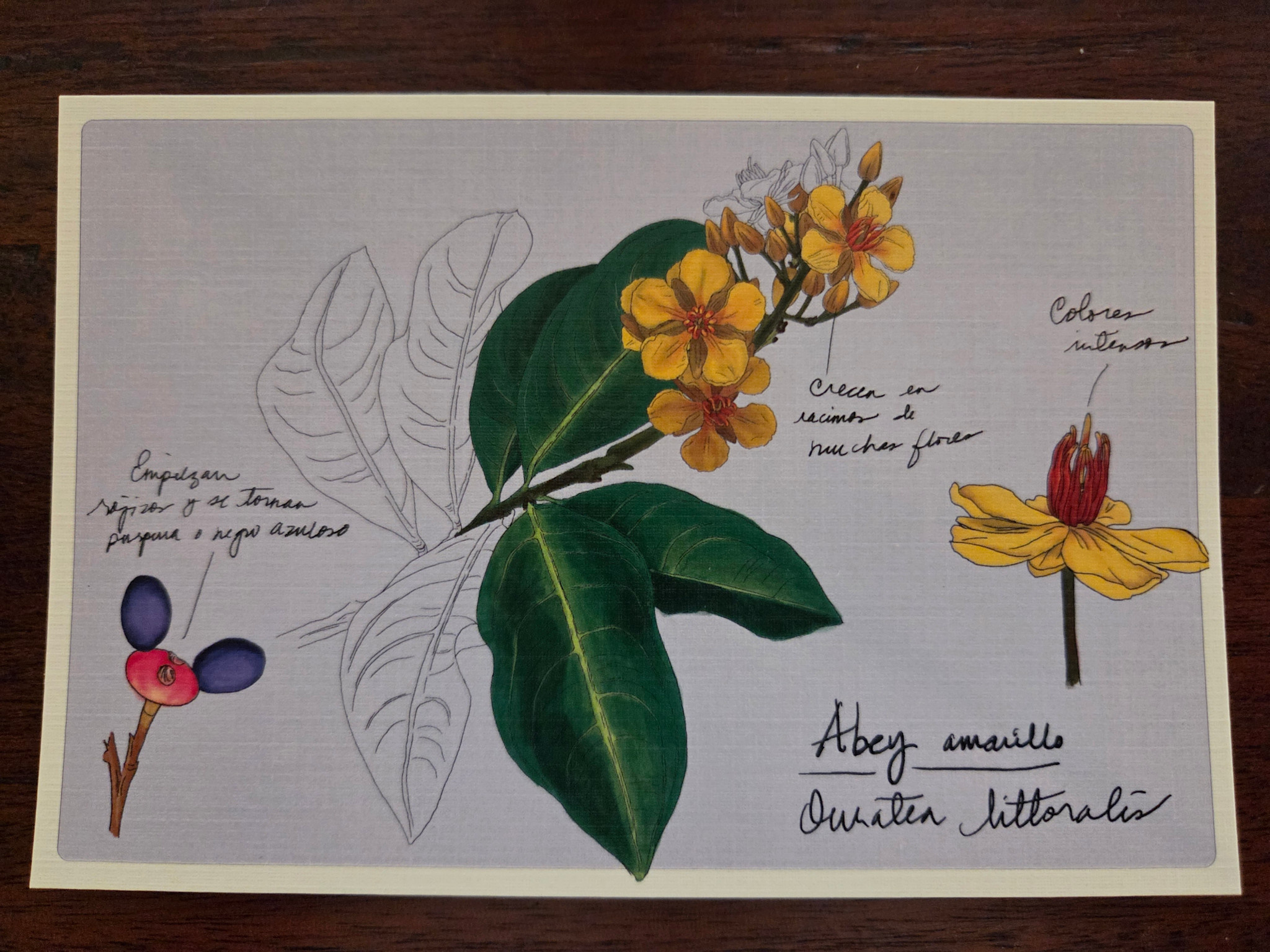 Post Card PLN - Abey Amarillo