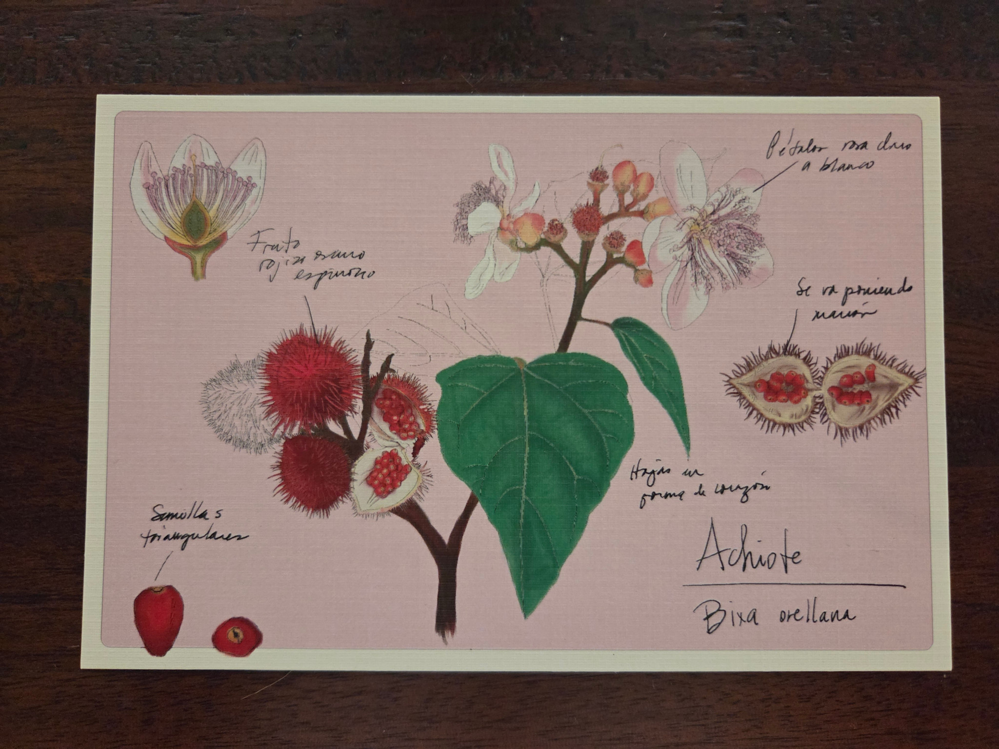 Post Card PLN - Achiote
