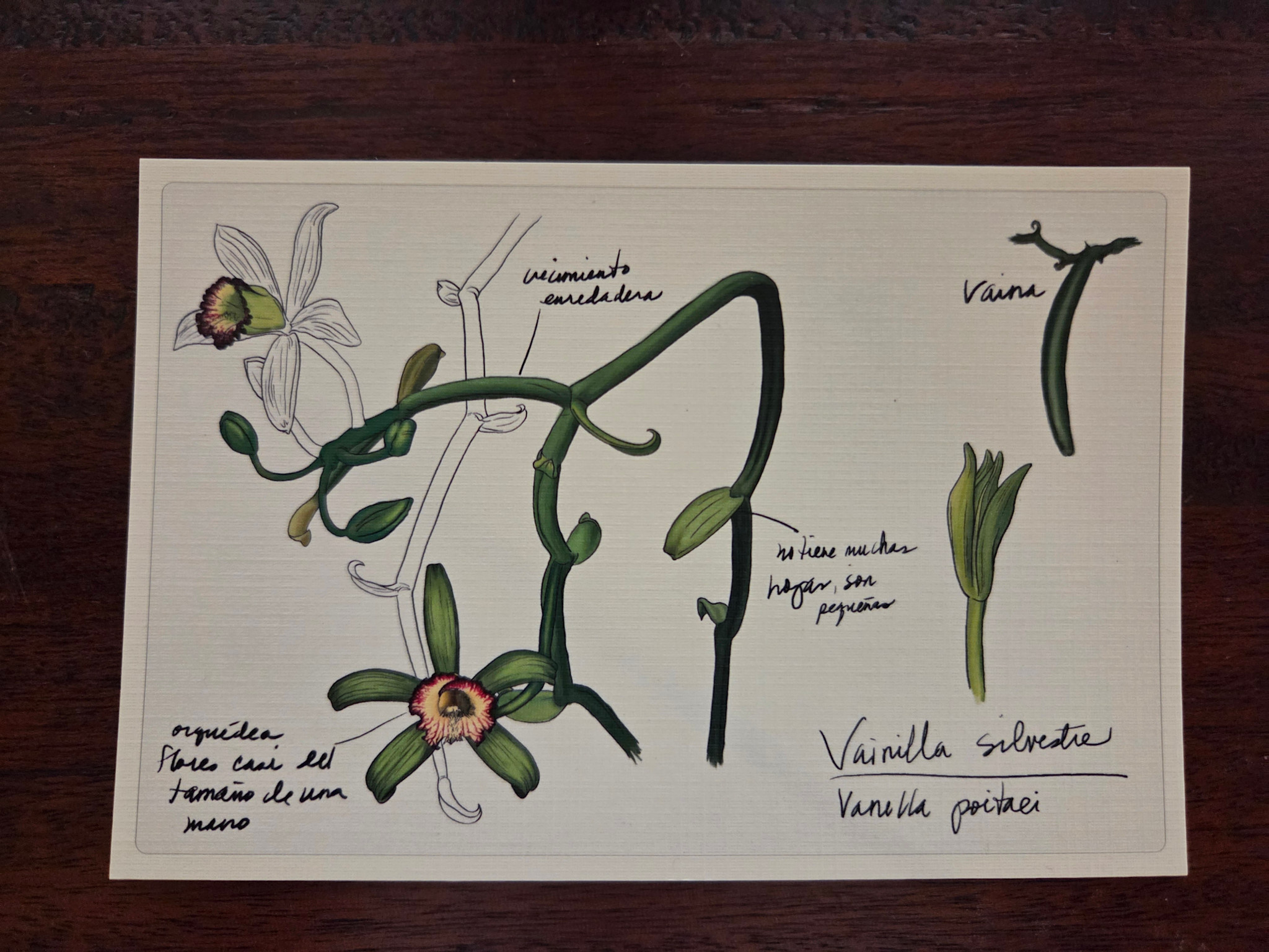 Post Card PLN - Vainilla Silvestre