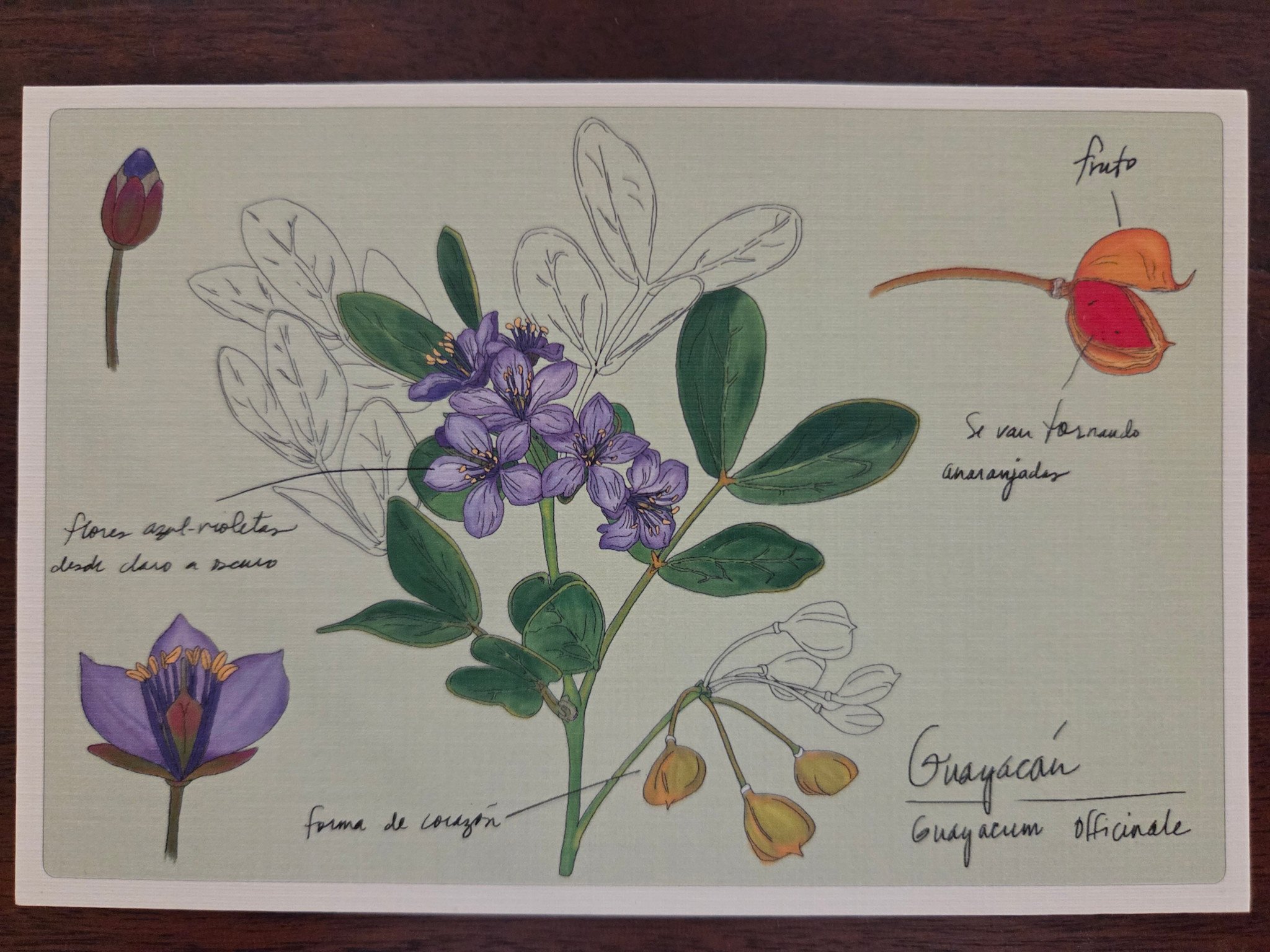 Post Card PLN – Guayacán