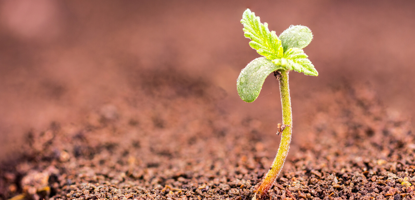 Grow Weed Canada