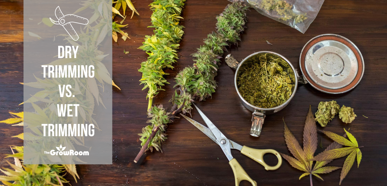Trimming Your Cannabis Flower: Wet Trimming versus Dry Trimming